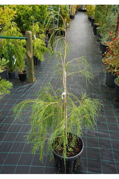 Кипарисовик Дропінг Соло в контейнері 5 л